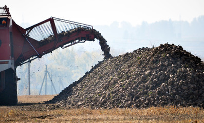 Picked up in a field of sugar beet harvest