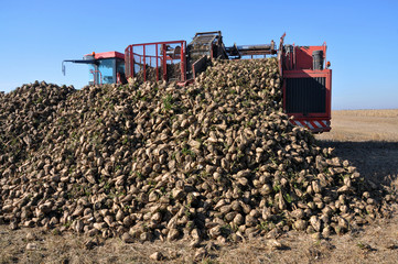 Picked up in a field of sugar beet harvest