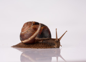 Snail on white ground