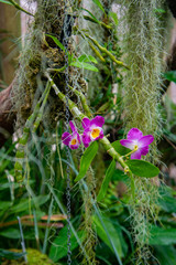 Orchid flower, orchidaceae, botanical flowers