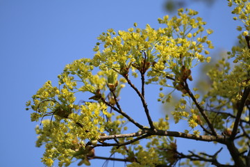 frühling 