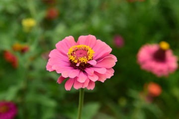 Obraz premium Chinese Tibet Gesang flower