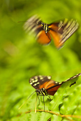 Obraz premium Passionsfalter (heliconius ismeni)
