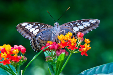 Blauer Segler (Parthenos sylvia) 