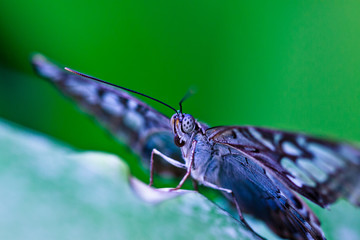 Blauer Segler (Parthenos sylvia) 