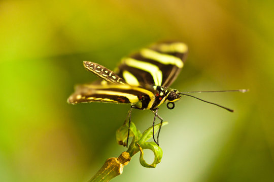 Zebrafalter (Heliconius charithonia)