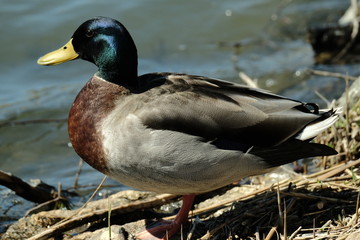 Mallard