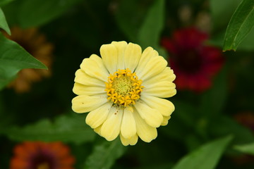 Chinese Tibet Gesang flower