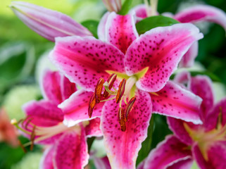 Fototapeta na wymiar Stargazer lilies blooming in the home garden.