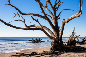 Botany Bay beach, Edisto Island, South Carolina, USA