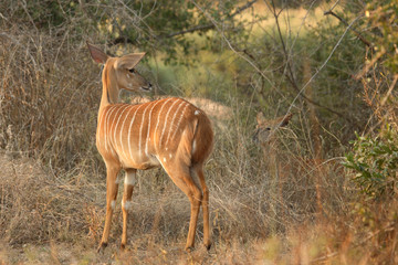 Nyala / Nyala / Tragelaphus angasii.
