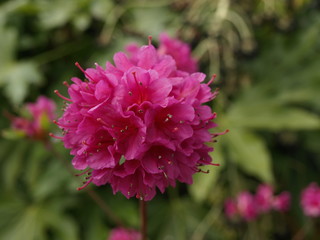 Azalées Jardin Massey Tarbes Hautes Pyrénées Occitanie France