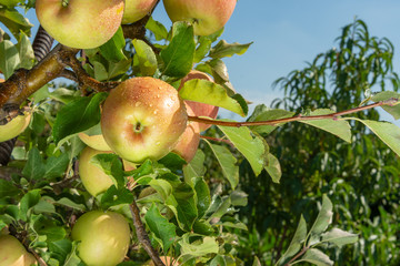branch of ripe red apples close-up. The concept of successful organic gardening