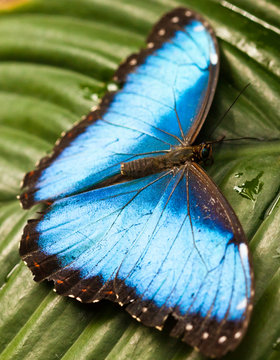 Blauer Morphofalter (Morpho peleides)