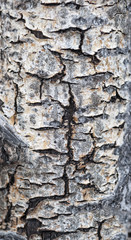 Aspen Bark - Background - Textured Rotting Bark