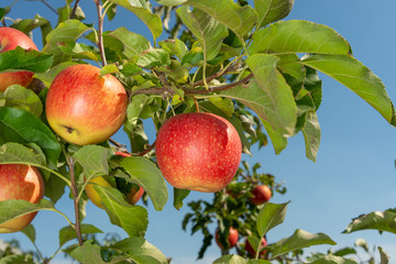 branch of ripe red apples close-up. The concept of successful organic gardening