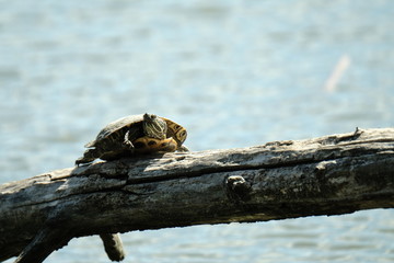 Turtle