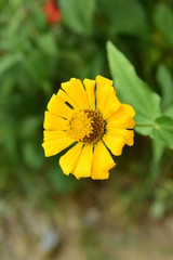 Chinese Tibet Gesang flower