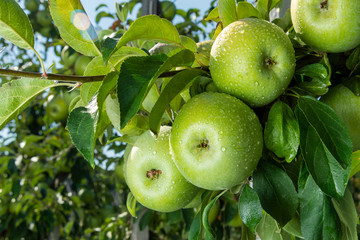 branch with red apples close-up on a background of apple orchard and blue sky. The concept of growing an industrial apple orchard