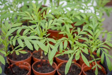 Seedlings in a Greenhouse