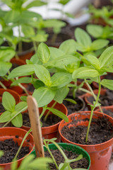 Seedlings in a Greenhouse