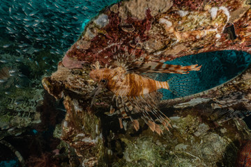 Lion fish in the Red Sea colorful fish, Eilat Israel