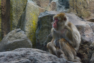 Japanese macaque Primate Snow Monkey sitting on a rock