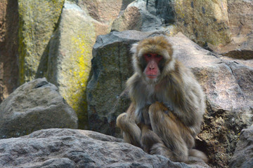 Japanese macaque Primate Snow Monkey looks at the camera