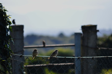 Birds on a fence in Cantabria
