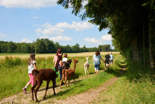 menschen die mit alpacas wandern