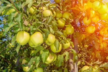 branch with red apples close-up on a background of apple orchard and blue sky. The concept of growing an industrial apple orchard