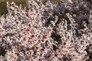 wild apricot blossom top view
