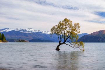 Tree hovering in the water in a lake with the mountains in the background 