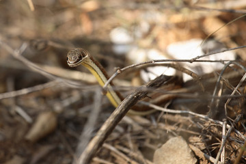 Rotgestreifte Sandrennatter / Stripe-bellied Sand Snake / Psammophis subtaeniatus