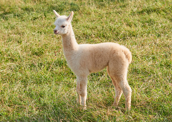 alpaca baby in der natur
