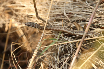 Rotgestreifte Sandrennatter / Stripe-bellied Sand Snake / Psammophis subtaeniatus