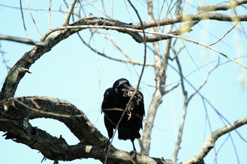 Crow