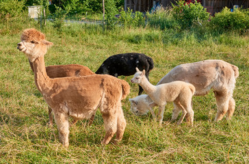 alpaca gruppe in der natur