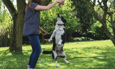 A woman playing with a black and white dog who is jumping to grab a toy in a summery garden