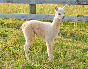 Fototapeta premium alpaca baby in der natur