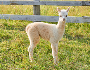 Obraz premium alpaca baby in der natur