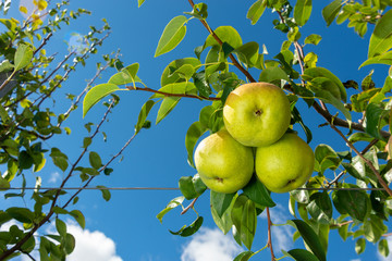 background texture of the branch of pear with fruits closeup. The concept of successful gardening, copy space