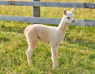 Fototapeta premium alpaca baby in der natur