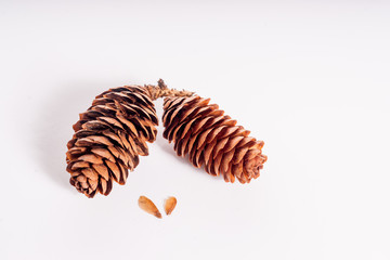 White Spruce Cones and Seeds - Isolated on White