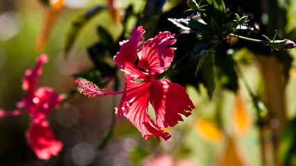 Hibiskus (Hibiscus) © Jearu