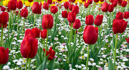 Fototapeta premium Red tulips in the garden