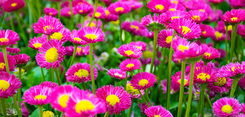 Beautiful daisy flowers on green meadow