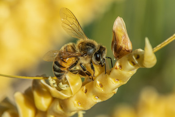 Abeille