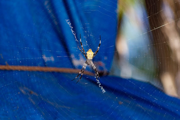 spider on a web