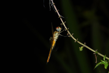 dragonflies are reddish yellow